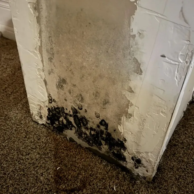 Professional Mold Removal in Bethany, WV
